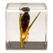 Real Cicada in Acrylic Cube
