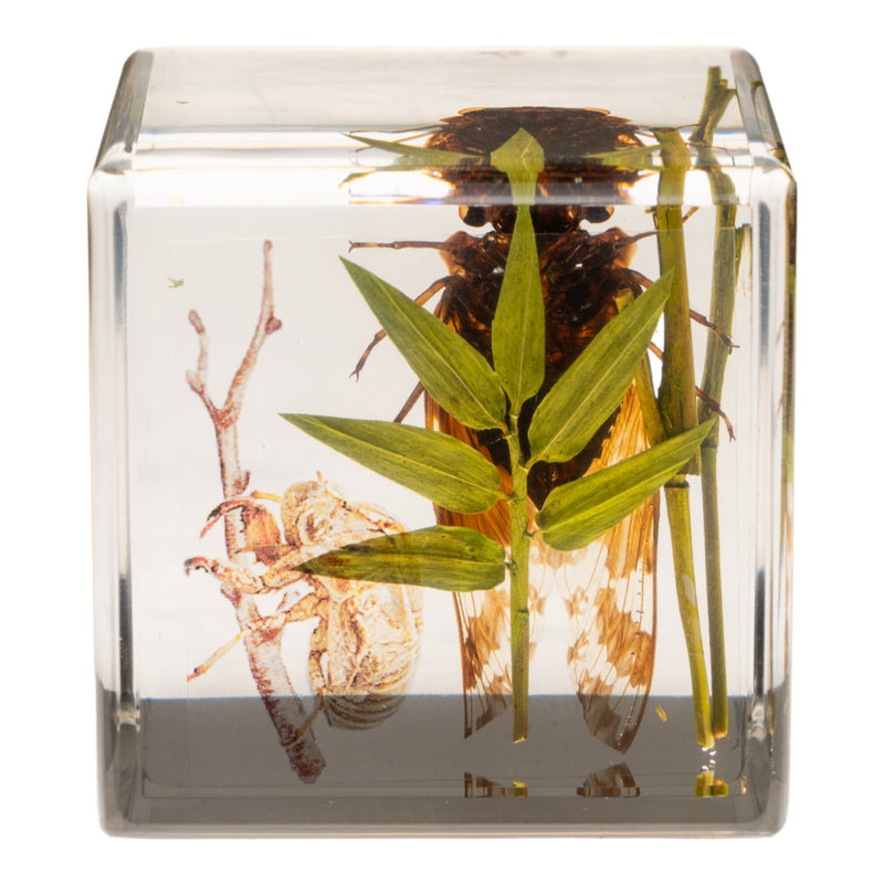 Real Cicada in Acrylic Cube