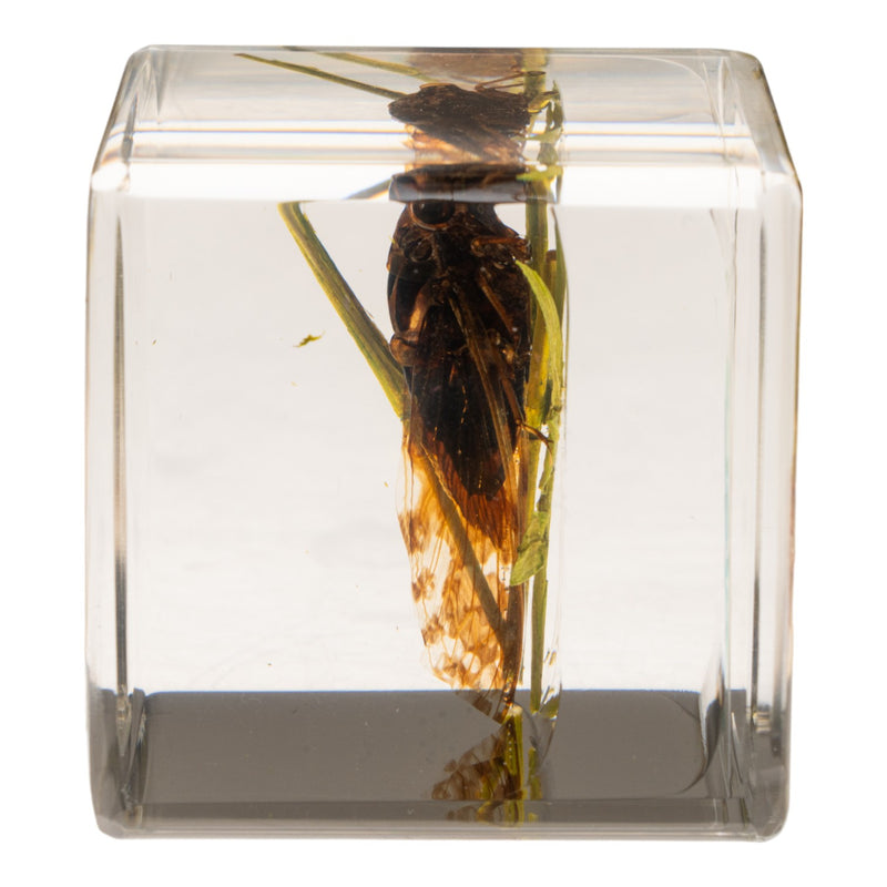 Real Cicada in Acrylic Cube