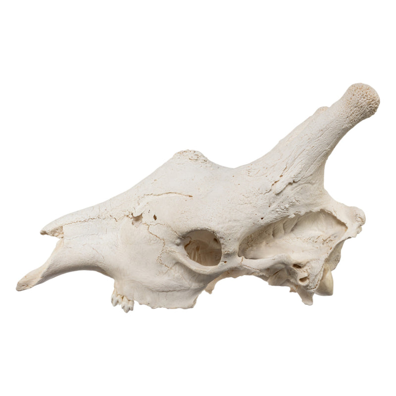 Real Southern Giraffe Skull - Male, No Mandible