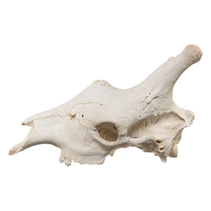 Real Southern Giraffe Skull - Male, No Mandible