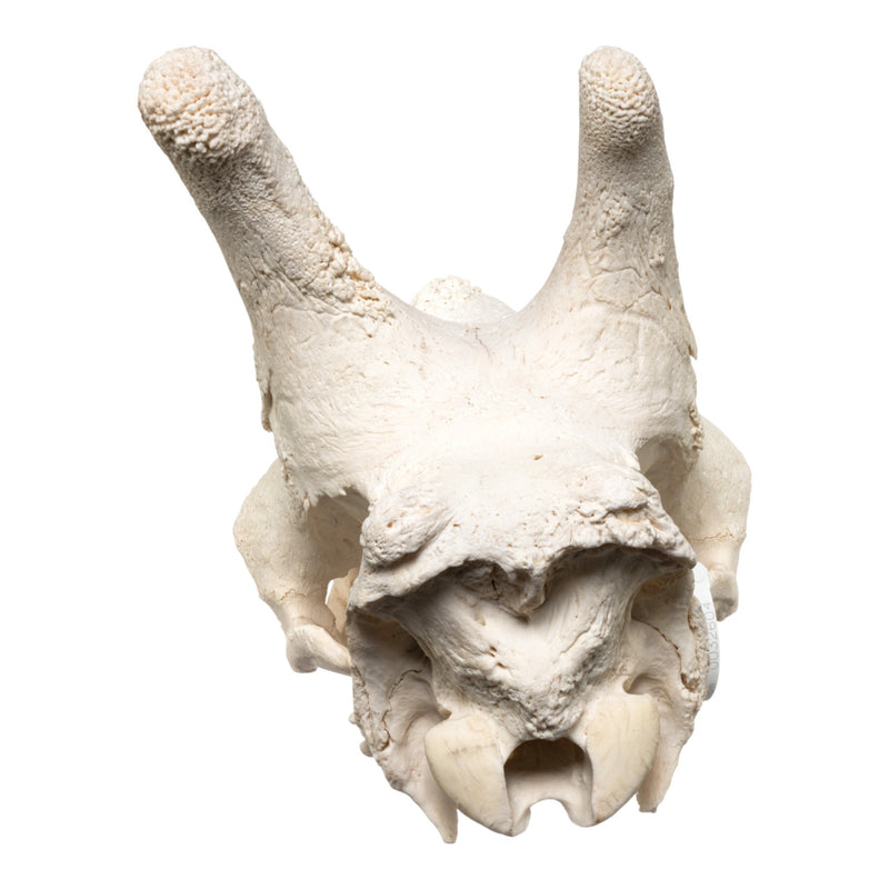 Real Southern Giraffe Skull - Male, No Mandible