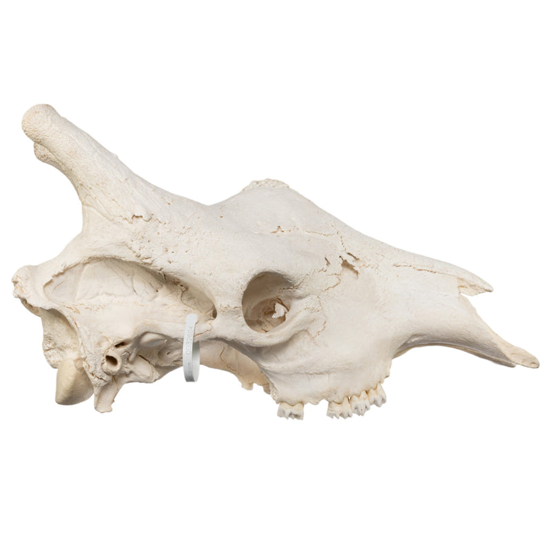 Real Southern Giraffe Skull - Male, No Mandible