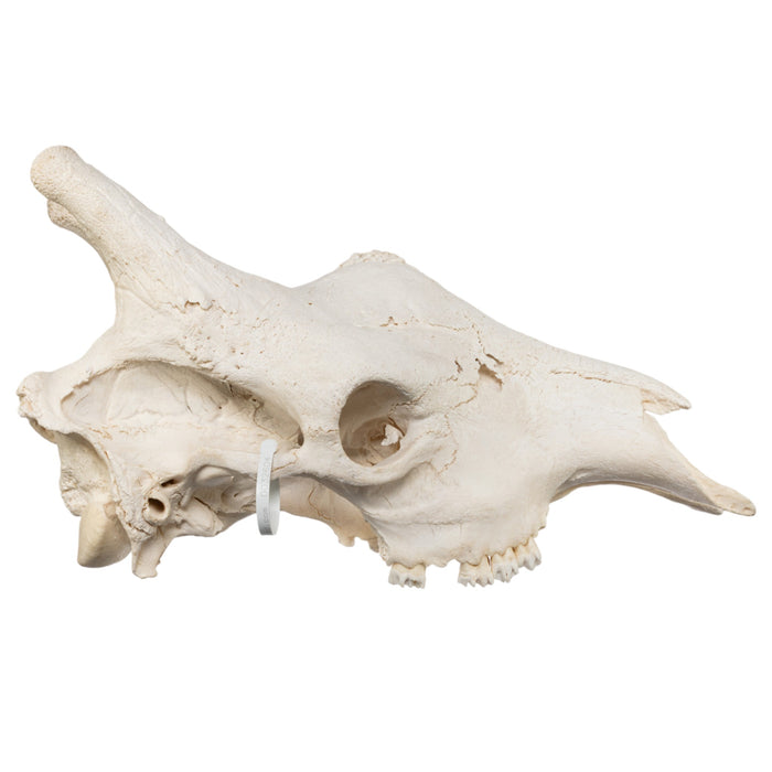 Real Southern Giraffe Skull - Male, No Mandible