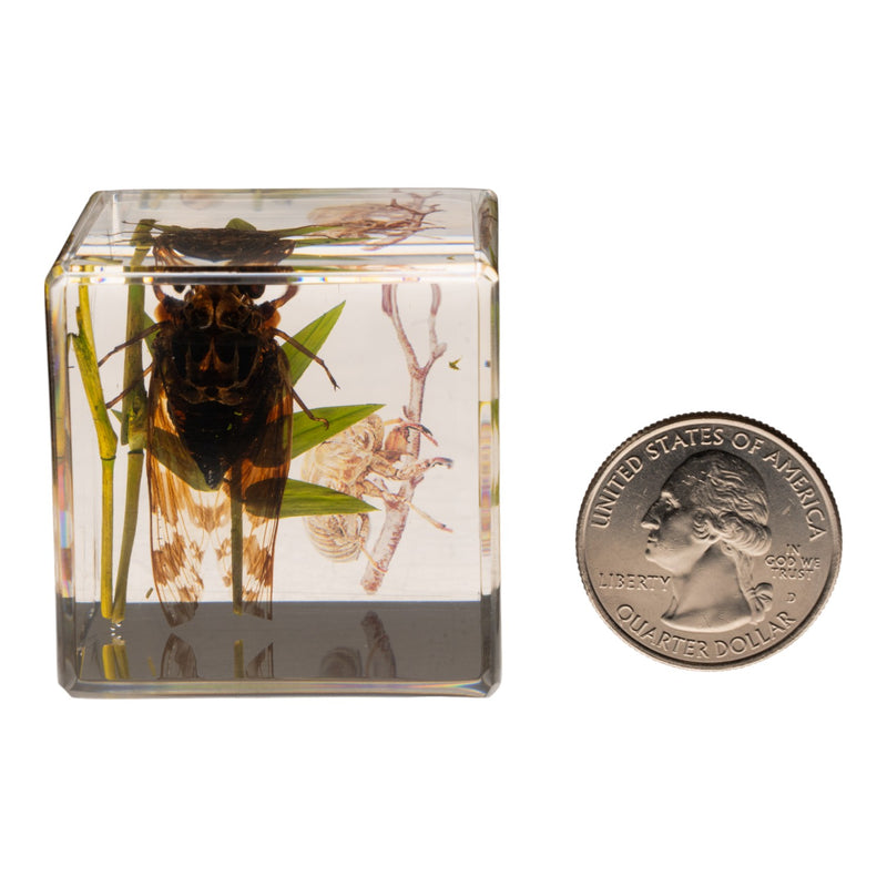 Real Cicada in Acrylic Cube