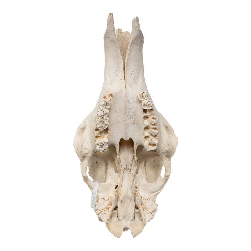 Real Southern Giraffe Skull - Male, No Mandible