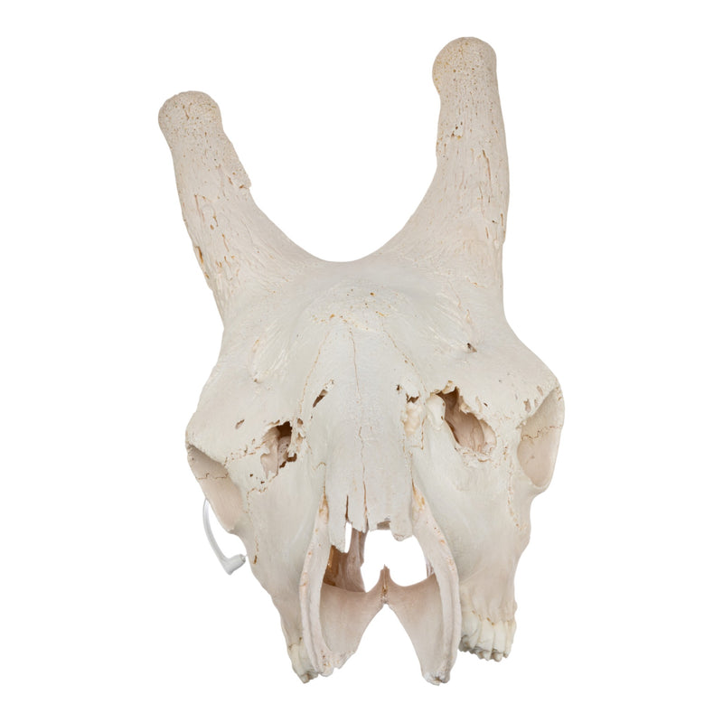 Real Southern Giraffe Skull - Male, No Mandible