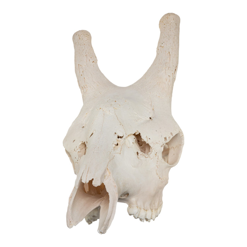Real Southern Giraffe Skull - Male, No Mandible