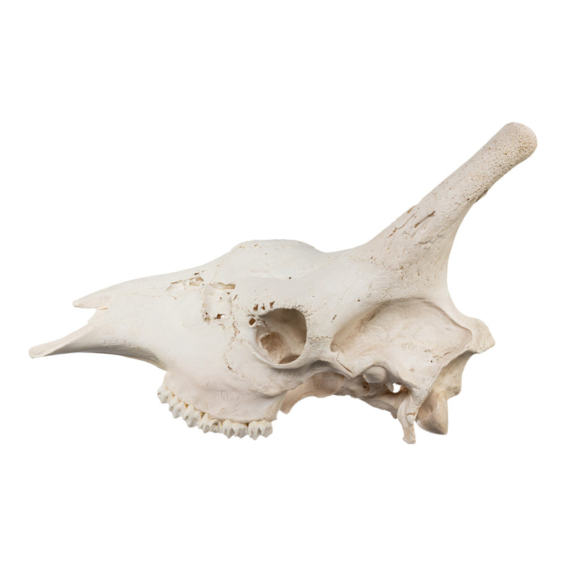 Real Southern Giraffe Skull - Male, No Mandible