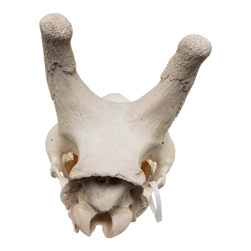 Real Southern Giraffe Skull - Male, No Mandible