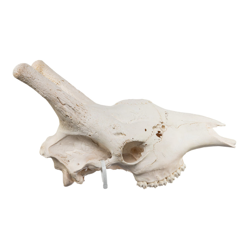 Real Southern Giraffe Skull - Male, No Mandible