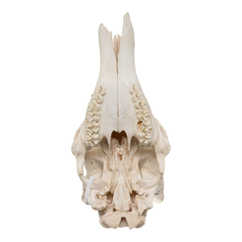 Real Southern Giraffe Skull - Male, No Mandible