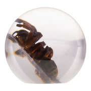 Real Tarantula in Acrylic Globe