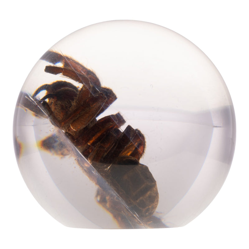 Real Tarantula in Acrylic Globe
