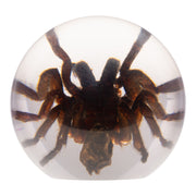 Real Tarantula in Acrylic Globe