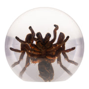 Real Tarantula in Acrylic Globe