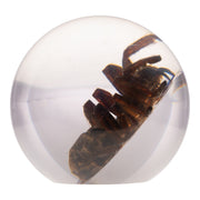 Real Tarantula in Acrylic Globe