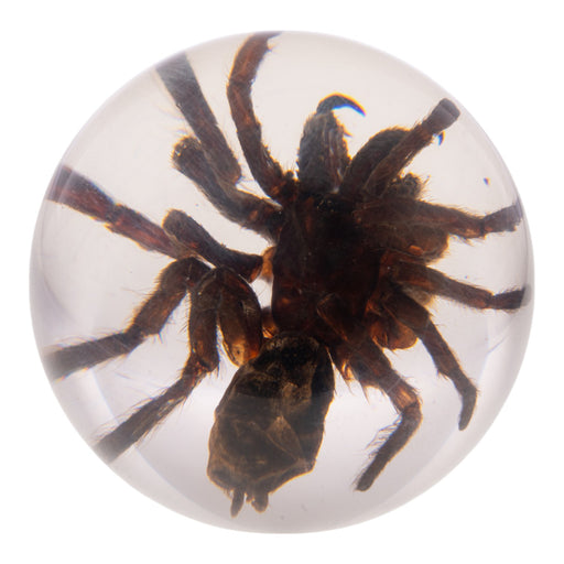 Real Tarantula in Acrylic Globe