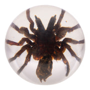 Real Tarantula in Acrylic Globe