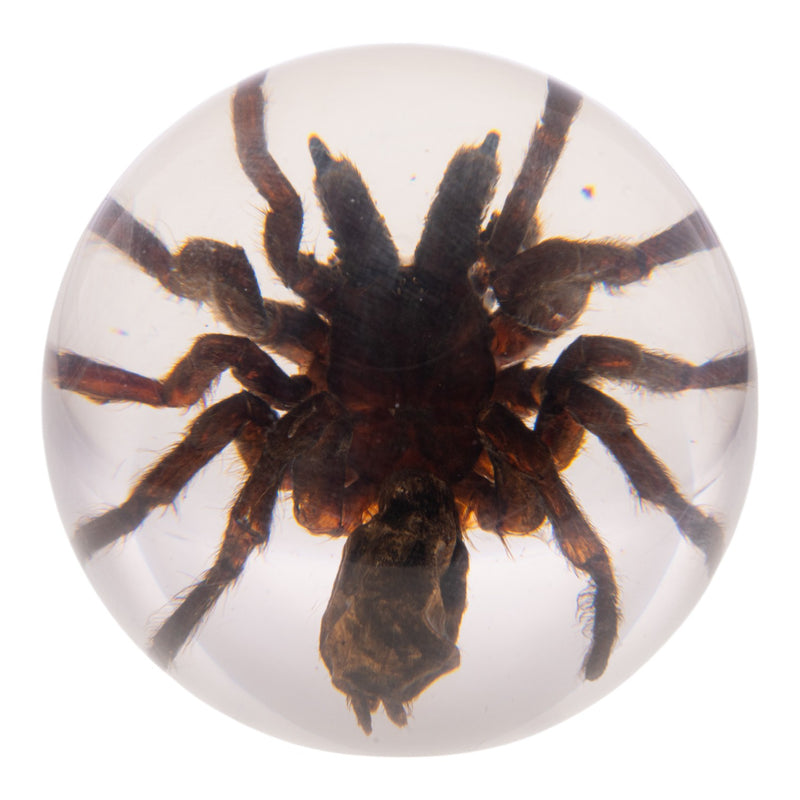 Real Tarantula in Acrylic Globe