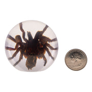 Real Tarantula in Acrylic Globe