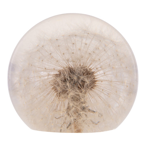Real Dandelion in Acrylic Globe