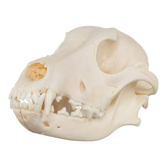 Real Domestic Dog Skull - Chow Chow