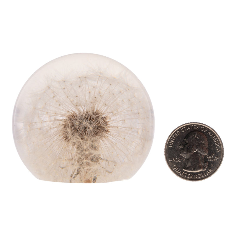 Real Dandelion in Acrylic Globe