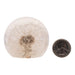 Real Dandelion in Acrylic Globe