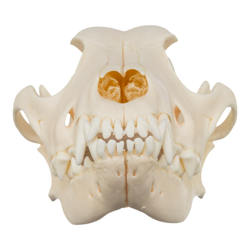 Real Domestic Dog Skull - Chow Chow