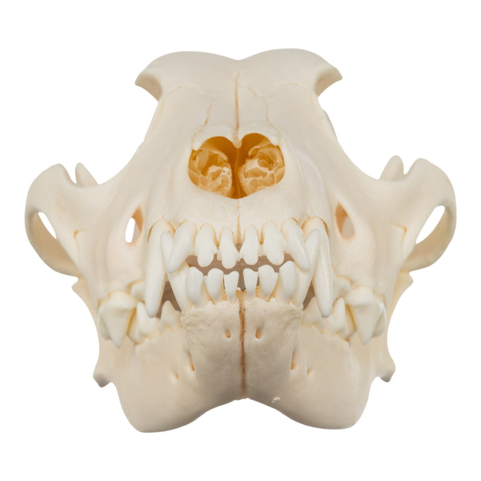 Real Domestic Dog Skull - Chow Chow