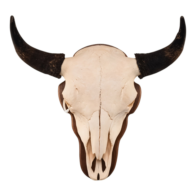 Real American Bison Skull
