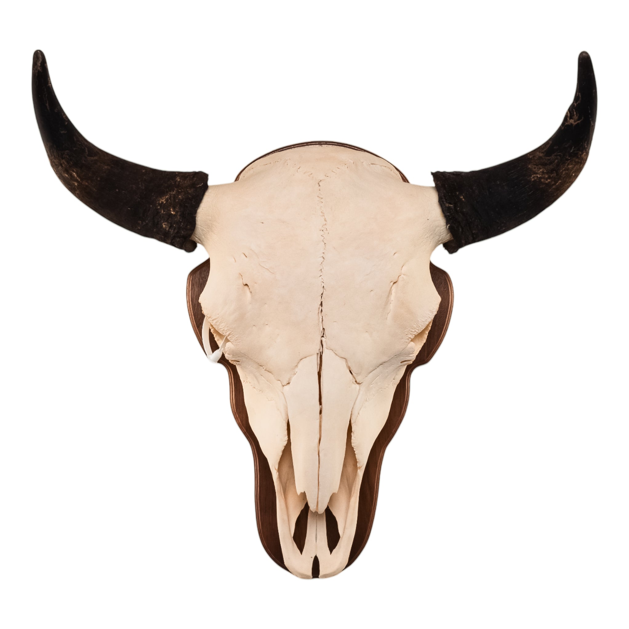 Real Bison Skull For Sale — Skulls Unlimited International, Inc.