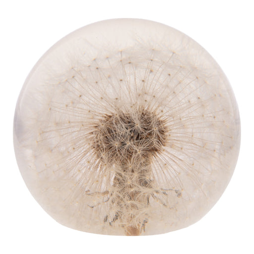 Real Dandelion in Acrylic Globe