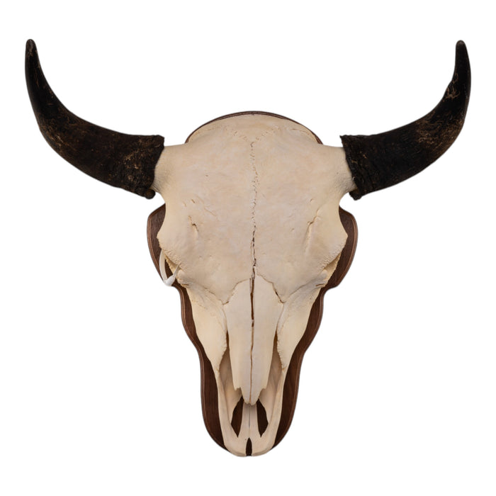 Real American Bison Skull