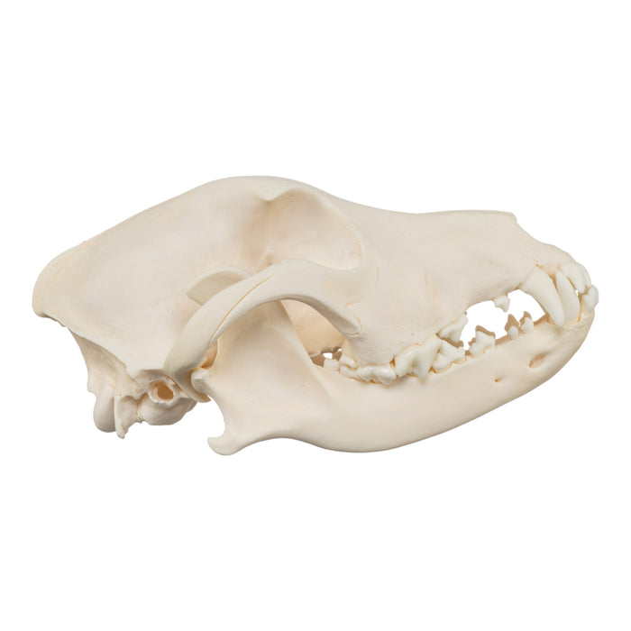 Real Domestic Dog Skull - Chow Chow