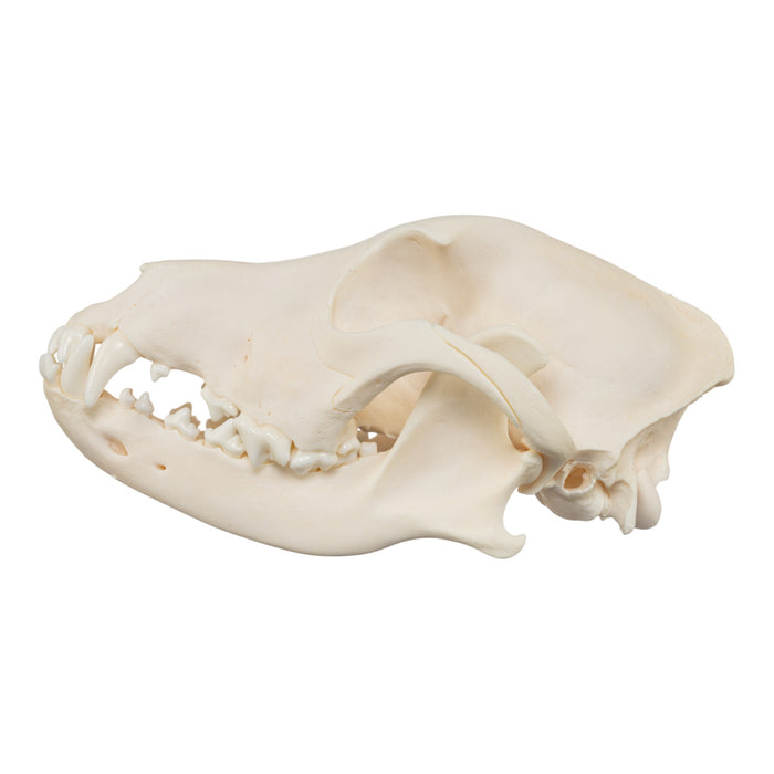 Real Domestic Dog Skull - Chow Chow