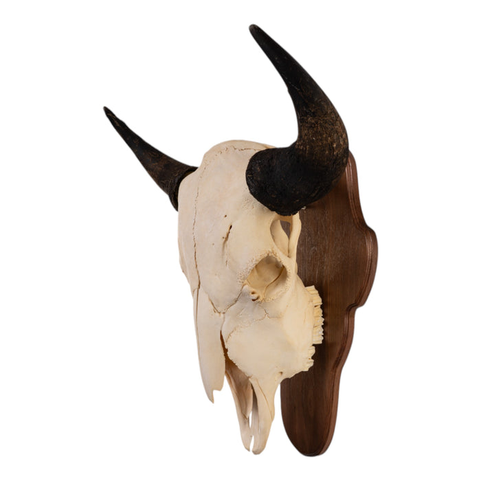 SkullCleaning - Plaques