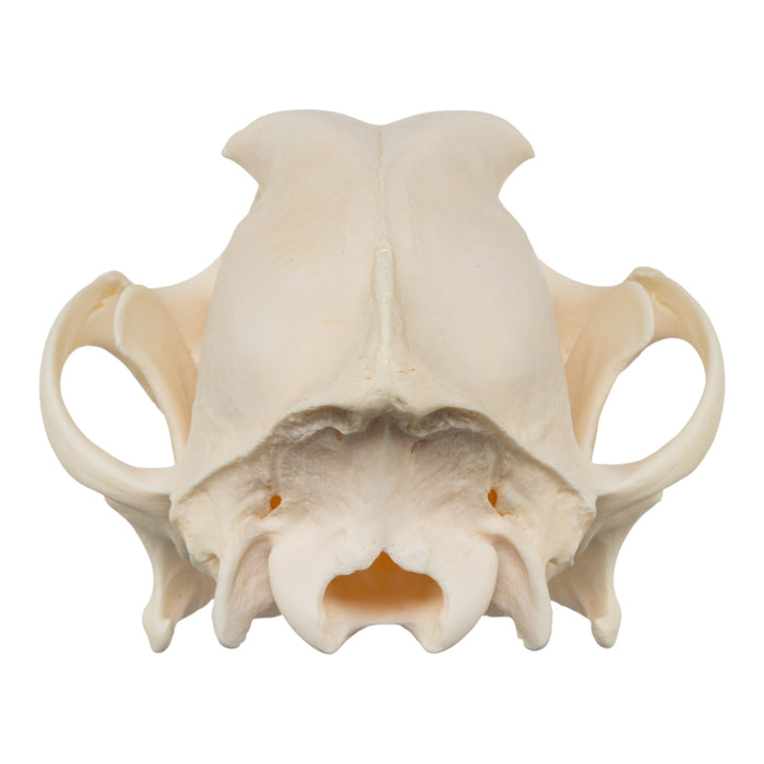 Real Domestic Dog Skull - Chow Chow