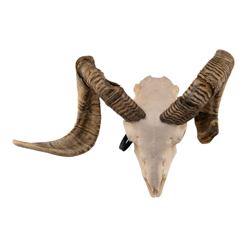 Real Domestic Ram Skull