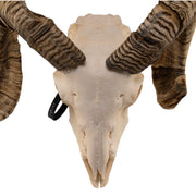 Real Domestic Ram Skull