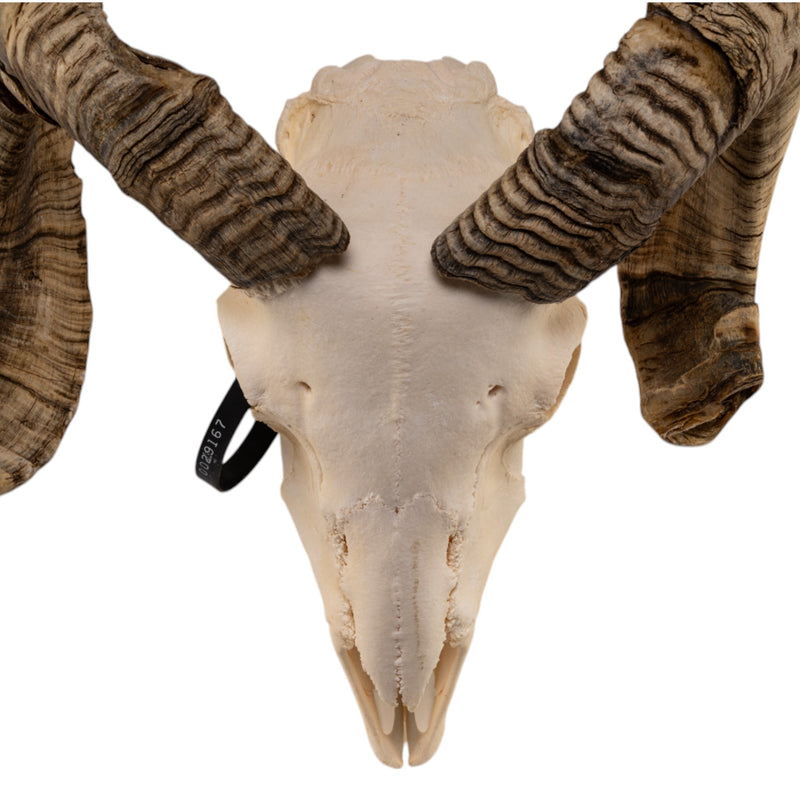 Real Domestic Ram Skull