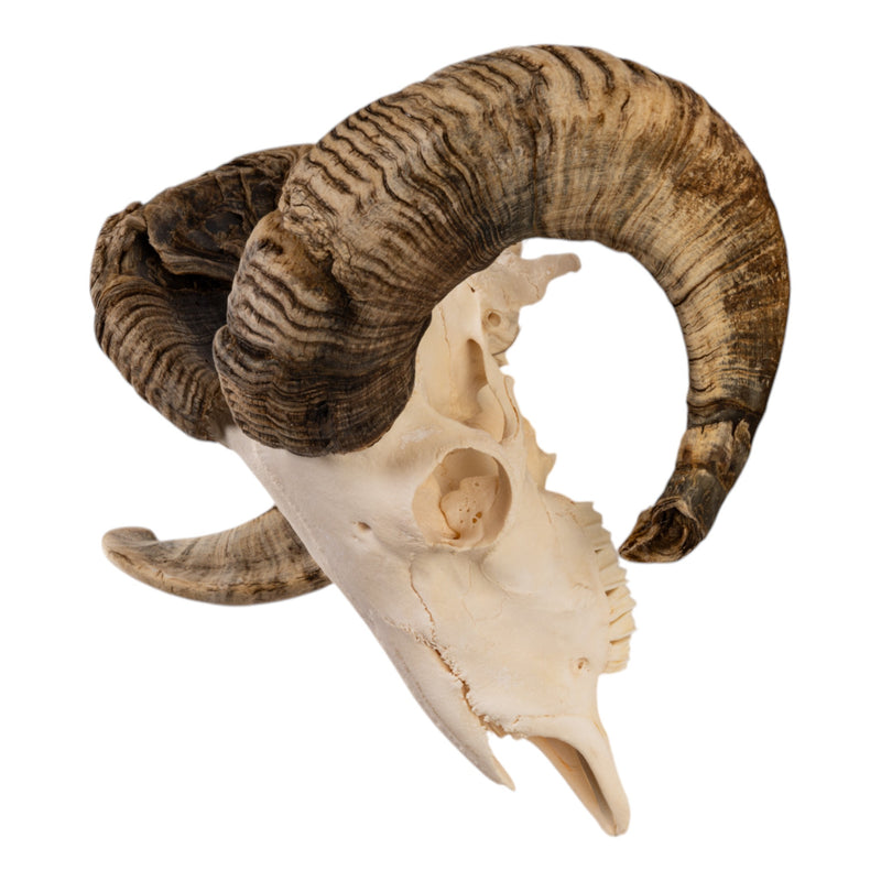 Real Domestic Ram Skull