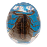 Real Golden Scorpion in Acrylic Skull