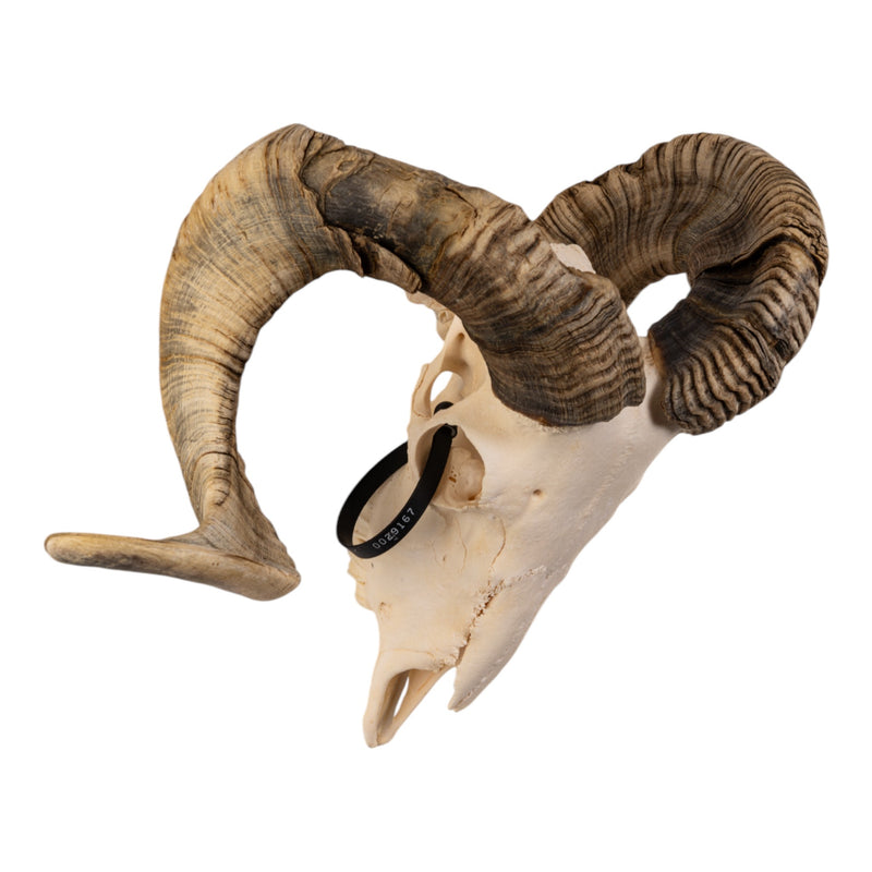 Real Domestic Ram Skull