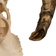 Real Domestic Ram Skull