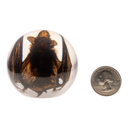 Real Bat in Acrylic Globe