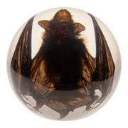 Real Bat in Acrylic Globe