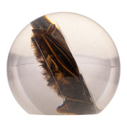 Real Bat in Acrylic Globe
