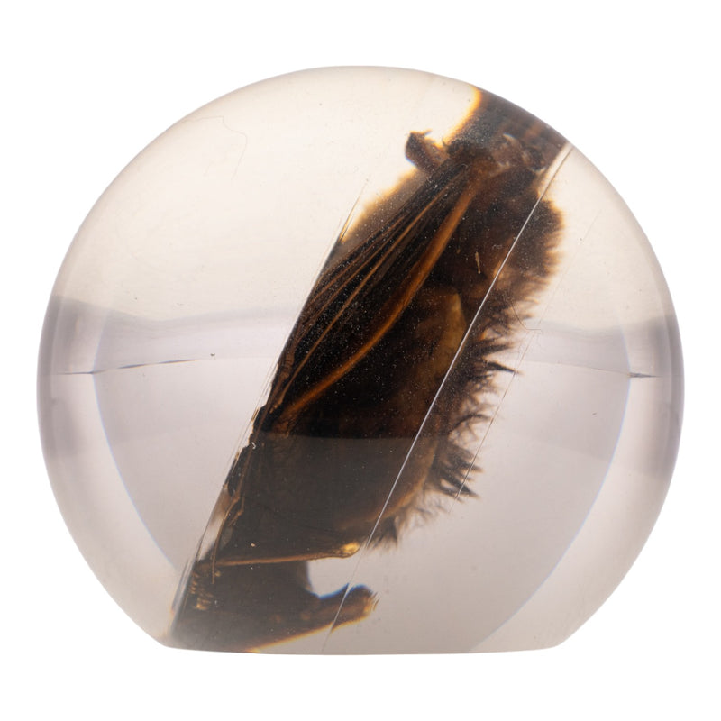 Real Bat in Acrylic Globe